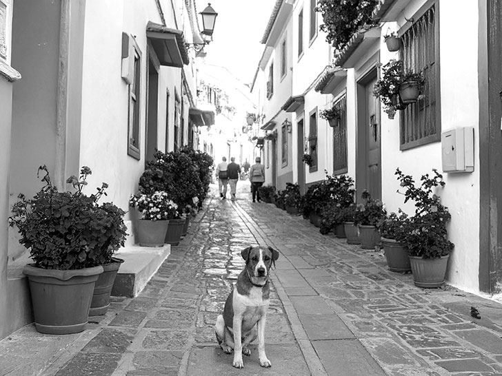 道端にたたずむ野良犬