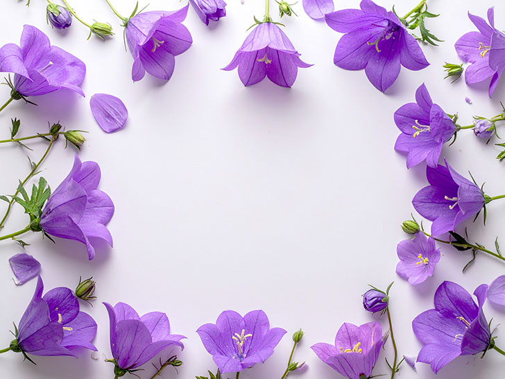 たくさんの紫色の花のイメージ