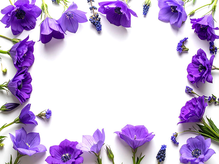 たくさんの紫色の花のイメージ