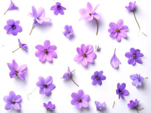 たくさんの紫色の花のイメージ