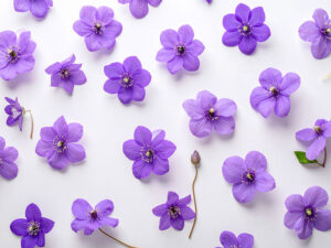 たくさんの紫色の花のイメージ