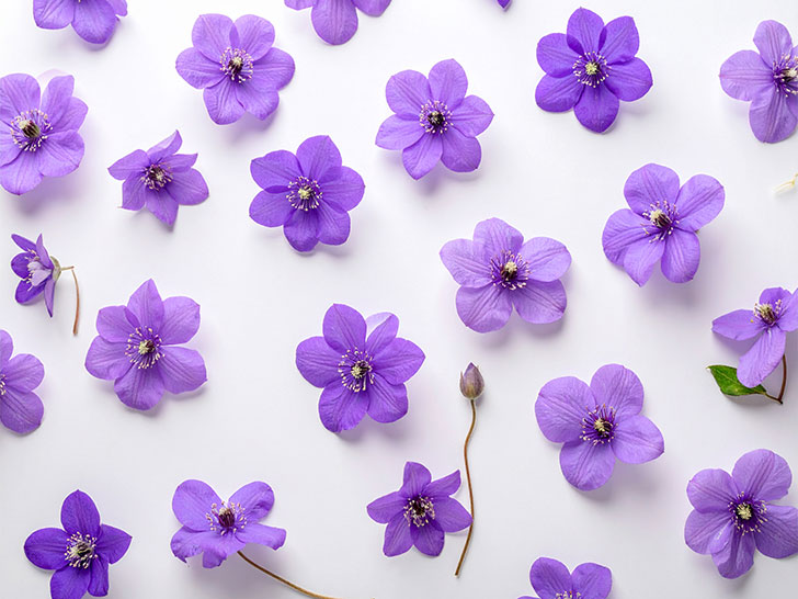 たくさんの紫色の花のイメージ