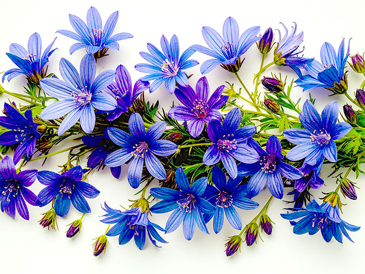 たくさんの紫色の花のイメージ