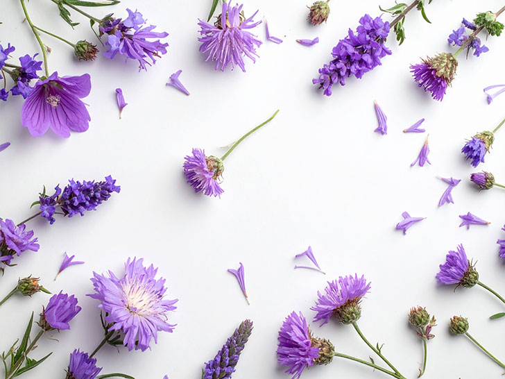 たくさんの紫色の花のイメージ