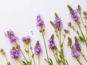 たくさんの紫色の花のイメージ