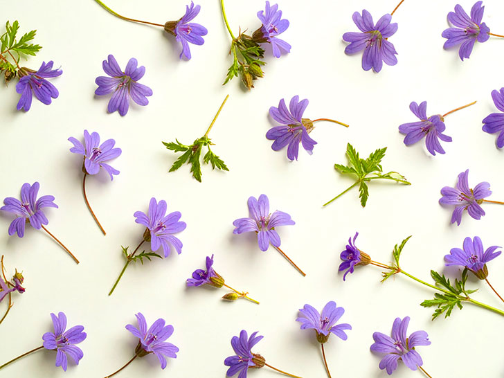 たくさんの紫色の花のイメージ