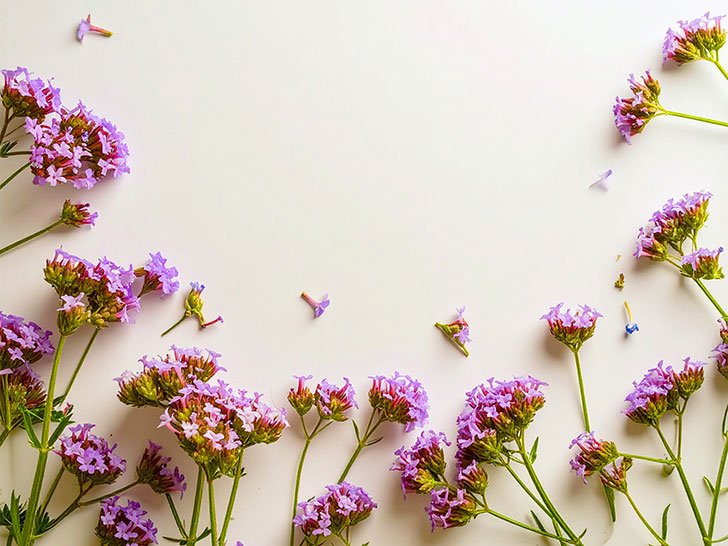 たくさんの紫色の花のイメージ