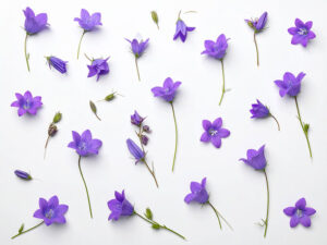 たくさんの紫色の花のイメージ