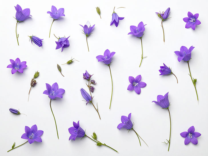 たくさんの紫色の花のイメージ