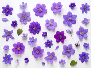 たくさんの紫色の花のイメージ