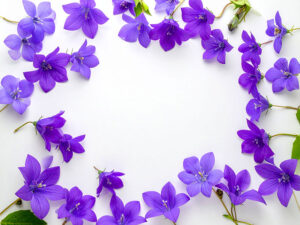 たくさんの紫色の花のイメージ