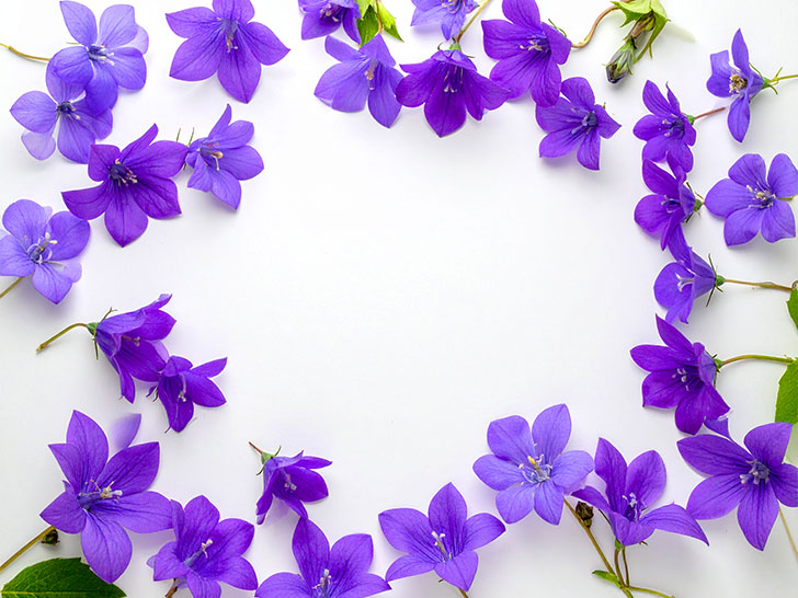 たくさんの紫色の花のイメージ