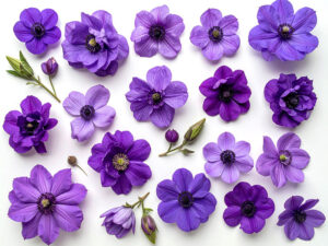 たくさんの紫色の花のイメージ