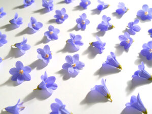 たくさんの紫色の花のイメージ