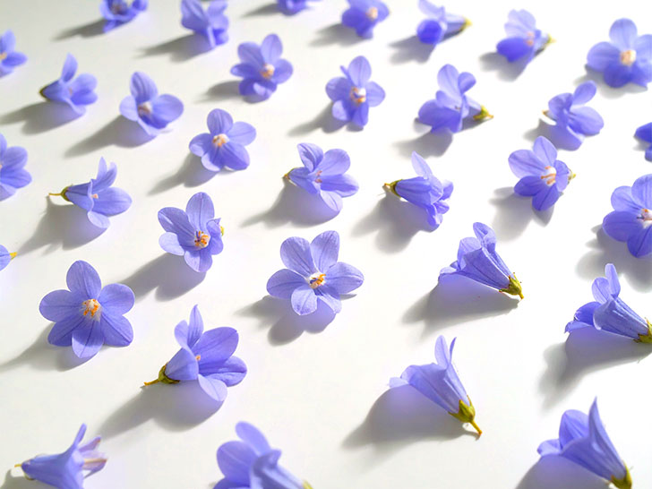 たくさんの紫色の花のイメージ