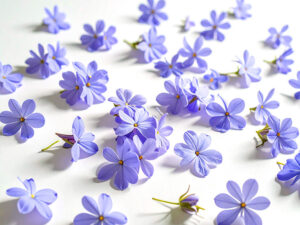 たくさんの紫色の花のイメージ