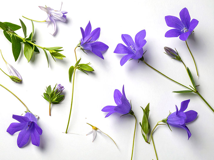 たくさんの紫色の花のイメージ