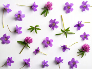 たくさんの紫色の花のイメージ