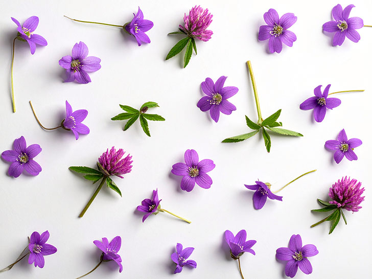 たくさんの紫色の花のイメージ