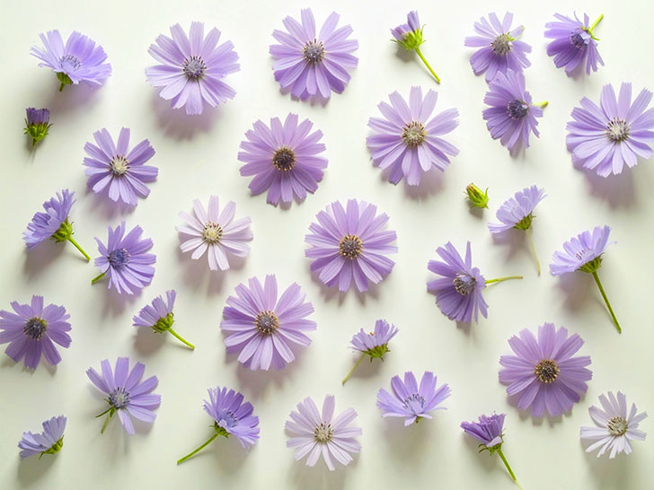 たくさんの紫色の花のイメージ