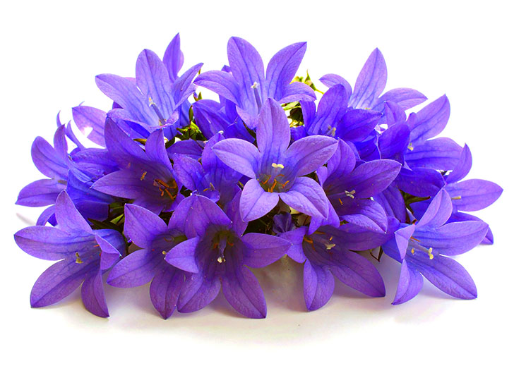 たくさんの紫色の花のイメージ