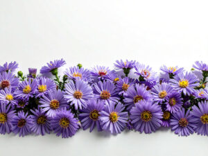 たくさんの紫色の花のイメージ