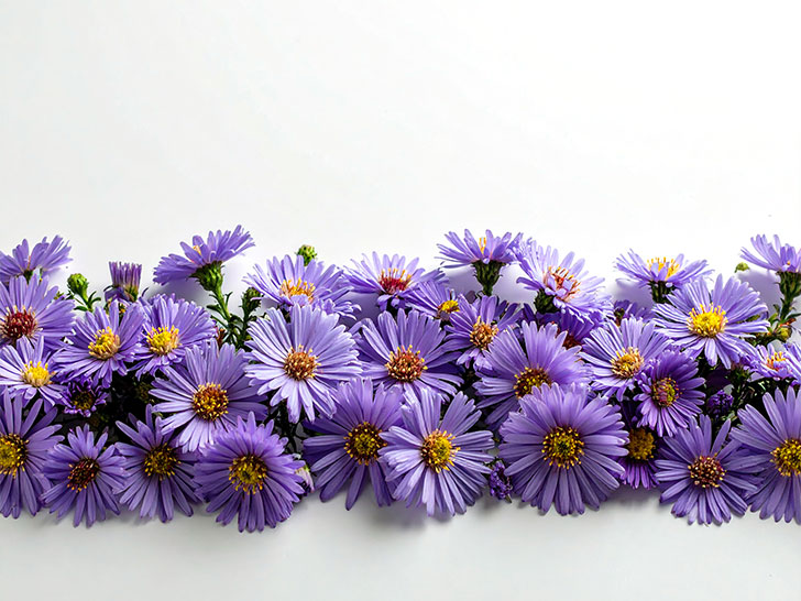 たくさんの紫色の花のイメージ