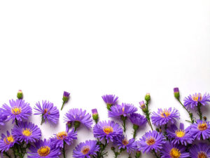 たくさんの紫色の花のイメージ