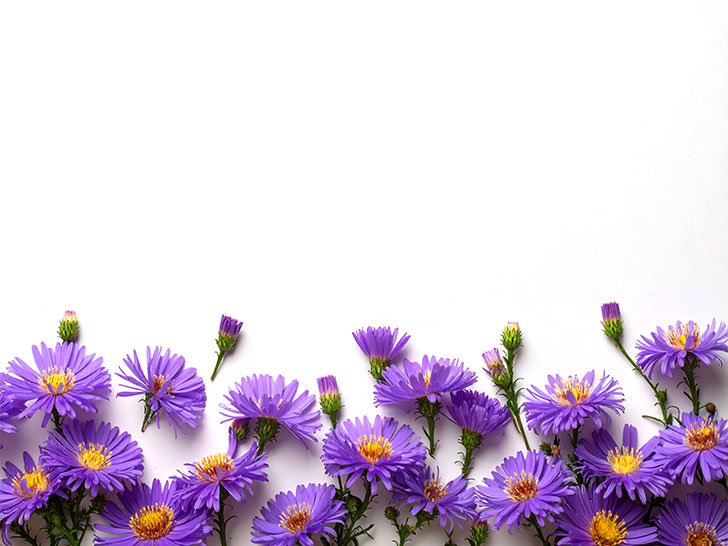 たくさんの紫色の花のイメージ