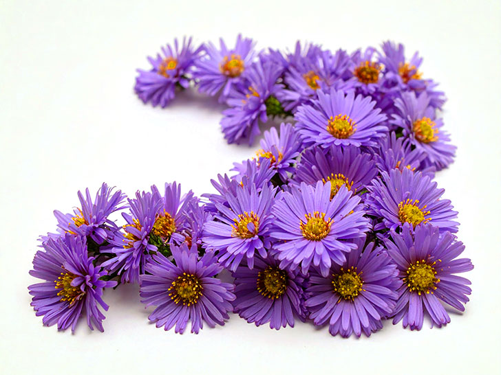 たくさんの紫色の花のイメージ