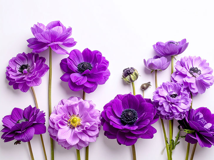 たくさんの紫色の花のイメージ