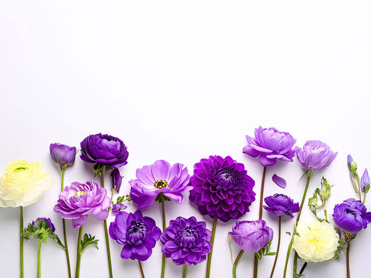 たくさんの紫色の花のイメージ