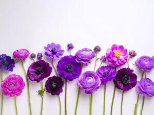 たくさんの紫色の花のイメージ