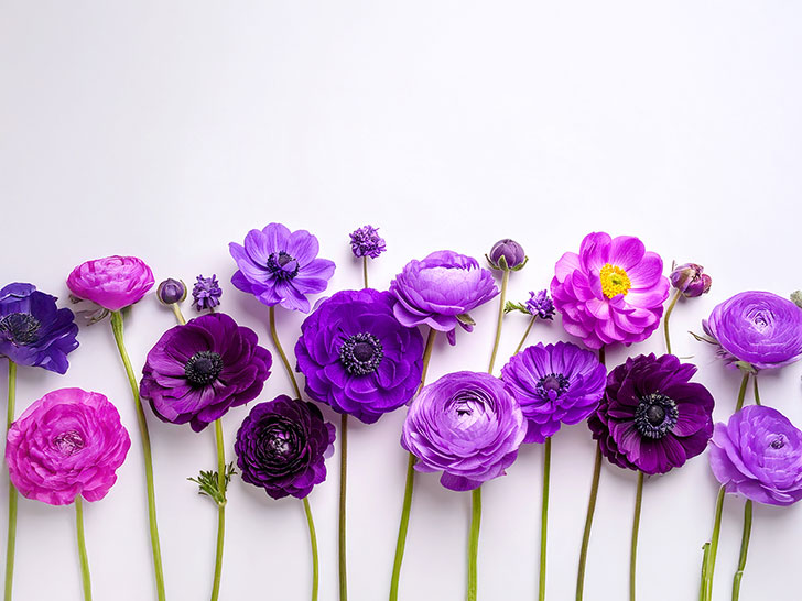 たくさんの紫色の花のイメージ