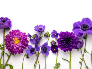 たくさんの紫色の花のイメージ