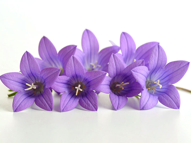 たくさんの紫色の花のイメージ