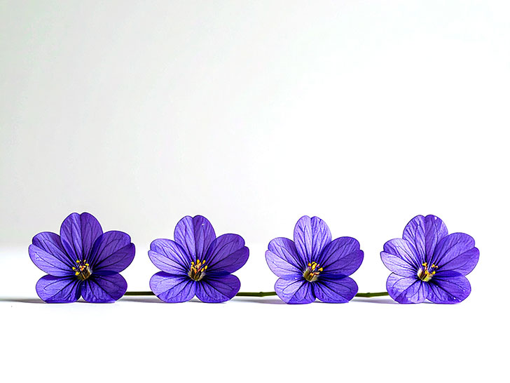 たくさんの紫色の花のイメージ