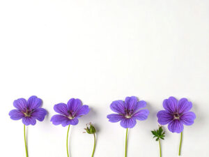 たくさんの紫色の花のイメージ