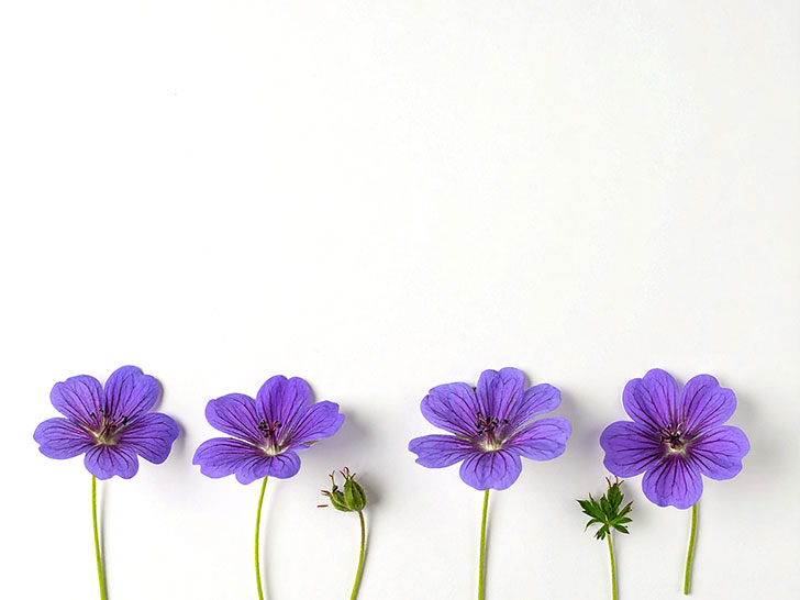 たくさんの紫色の花のイメージ