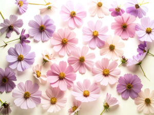 たくさんの紫色の花のイメージ