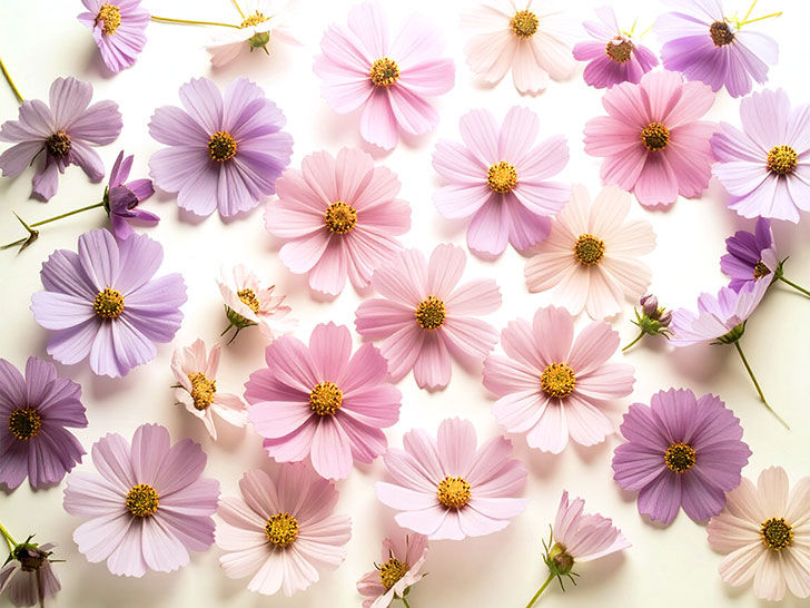 たくさんの紫色の花のイメージ