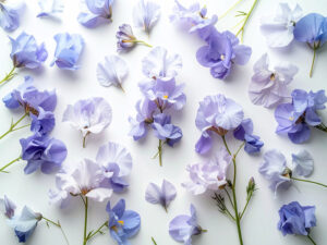 たくさんの紫色の花のイメージ