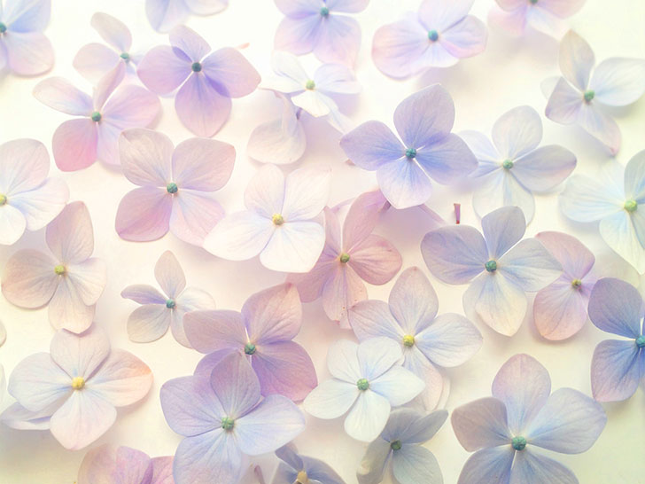 たくさんの紫色の花のイメージ