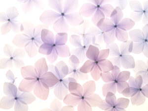 たくさんの紫色の花のイメージ