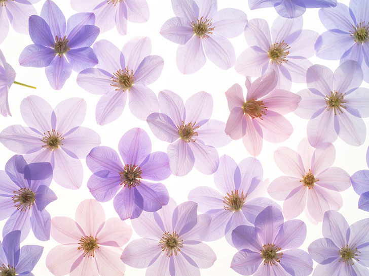 たくさんの紫色の花のイメージ