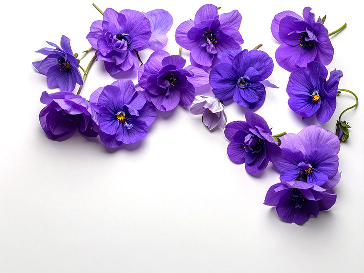 たくさんの紫色の花のイメージ