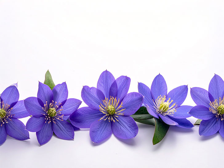 たくさんの紫色の花のイメージ