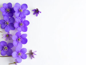 たくさんの紫色の花のイメージ