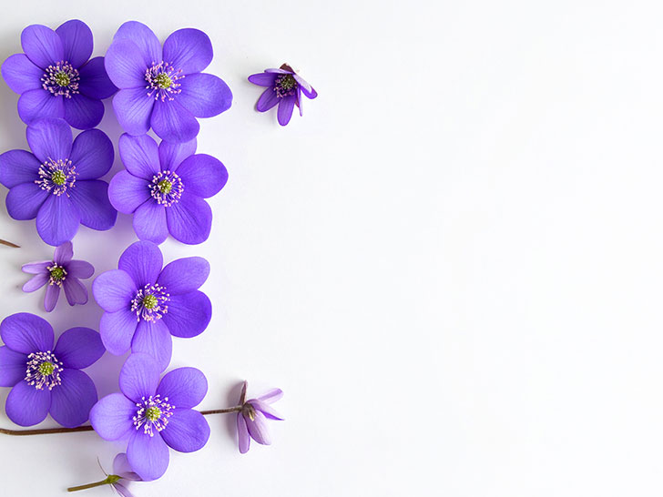 たくさんの紫色の花のイメージ