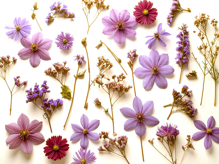 たくさんの紫色の花のイメージ